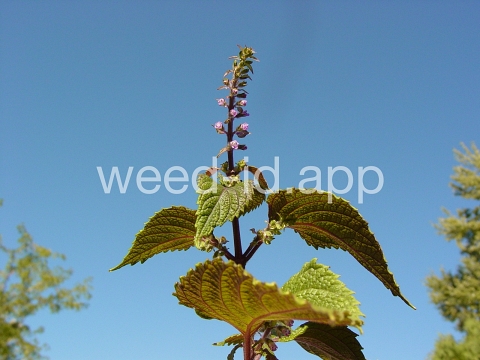 mint, perilla